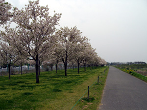 小布施町の花の見頃情報