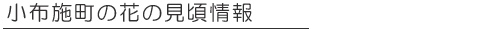 z{̉Ԃ̌